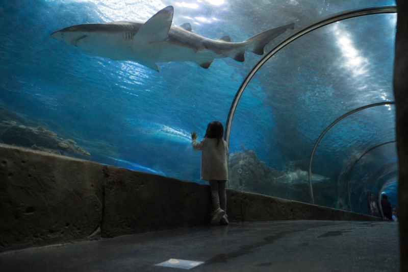 Refundable SEA LIFE Ocean World Ticket