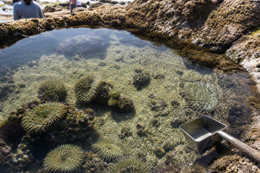 A shallow rockpool exhibit with anemones and small crabs visible through rippling water, no text, no logos, no people