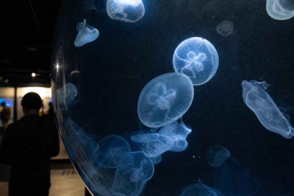 Moon jellyfish drifting in a dark tank lit by soft blue light, no text, no logos, no people