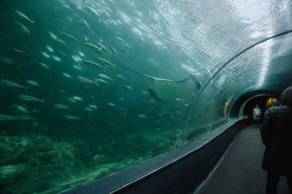 A curved acrylic tunnel wall with fish and a passing ray in green-lit water, no text, no logos, no people