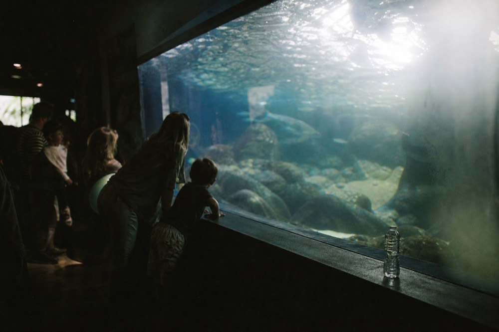 Families looking into a large lit aquarium tank in a darkened hall, no text, no logos, no people