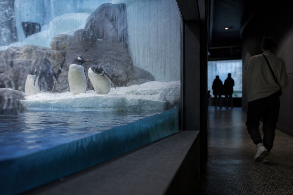 Penguins standing on ice beside a pool with a viewing window, no text, no logos, no people
