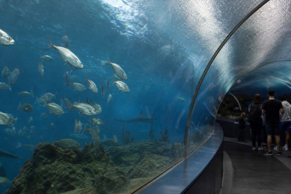 A curved glass tunnel wall with a school of fish and a silhouette of a shark in blue water, no text, no logos, no people.