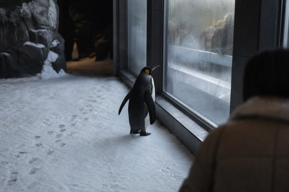 A penguin standing on ice beside a glass viewing wall in a dimly lit aquarium zone, no text, no logos, no people.