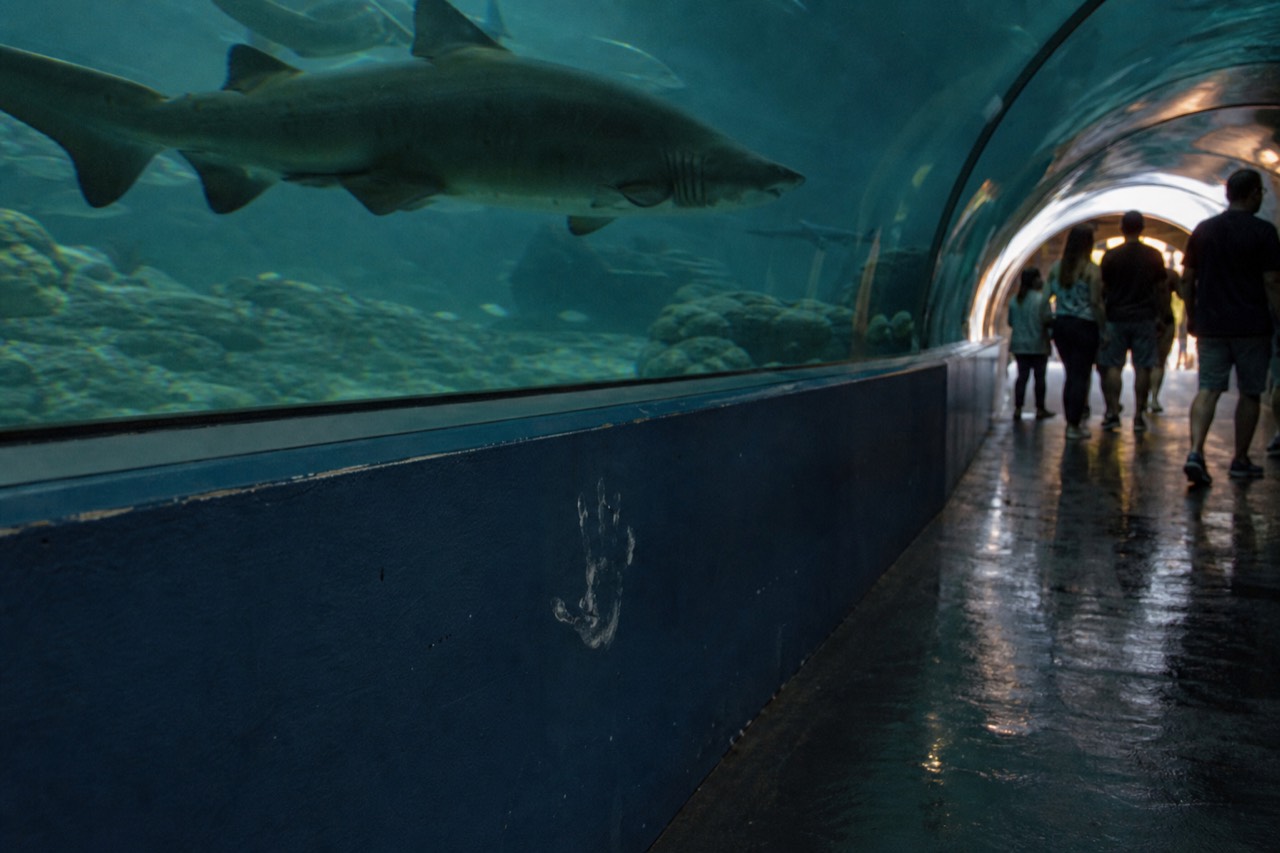 Illustration of an aquarium visit