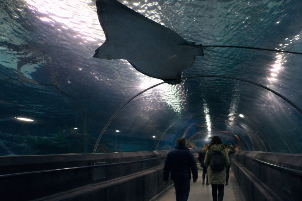 Ocean tunnel with a large ray passing overhead, no text, no logos, no people