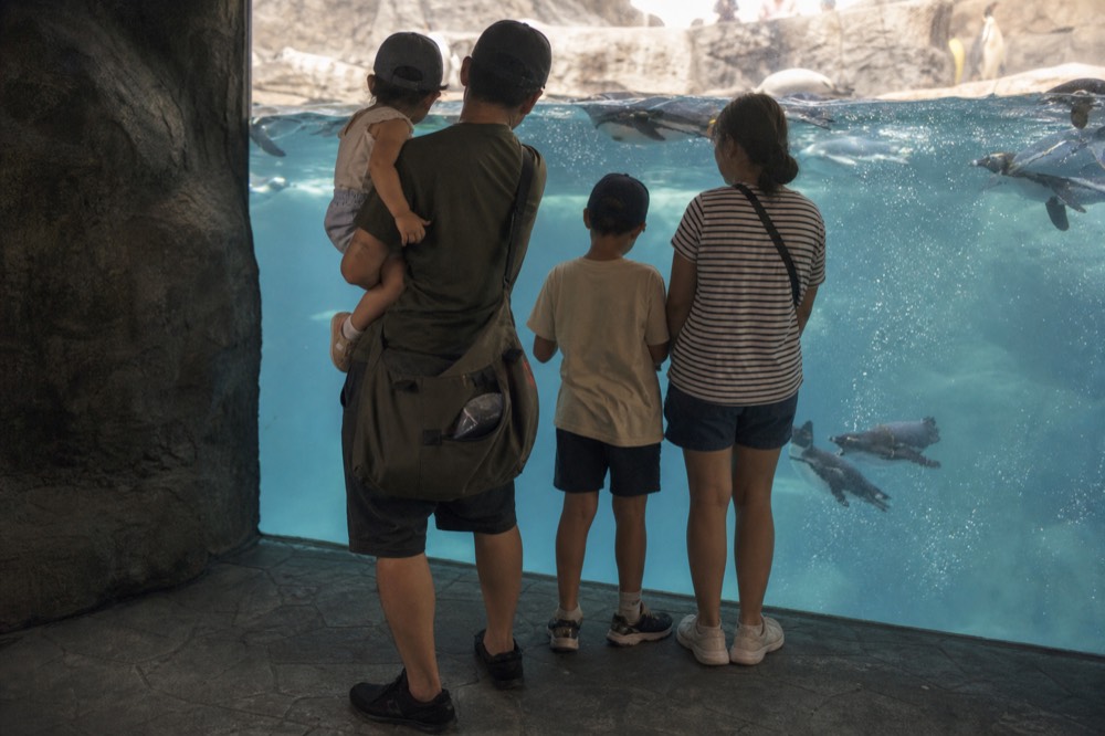 Family watching penguins through glass, no text, no logos, no people