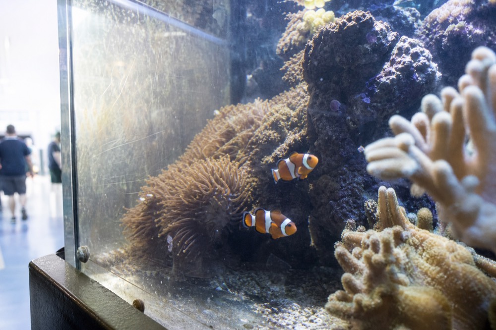 Clownfish and coral in a brightly lit reef aquarium tank, no text, no logos, no people