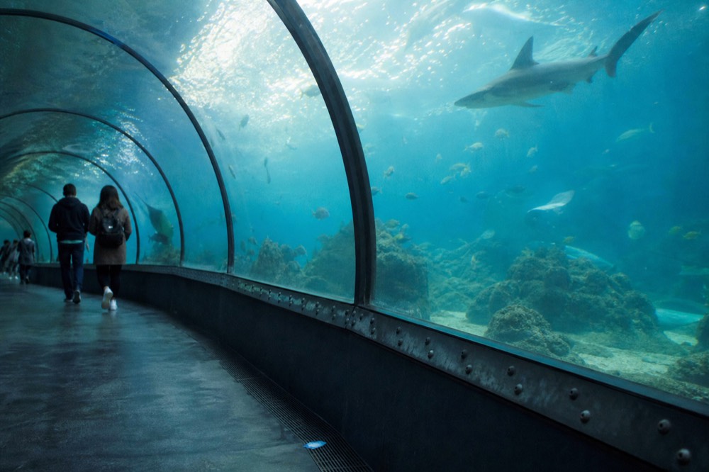 270-degree ocean tunnel with sharks and fish overhead, no text, no logos, no people