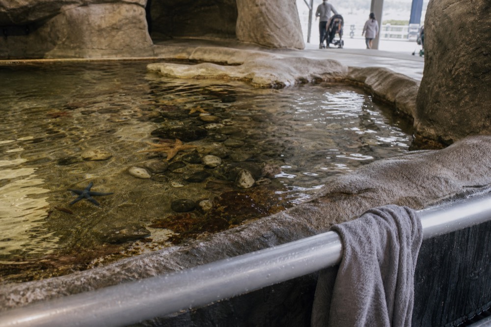 Touch pool experience at Rockpools zone, no text, no logos, no people
